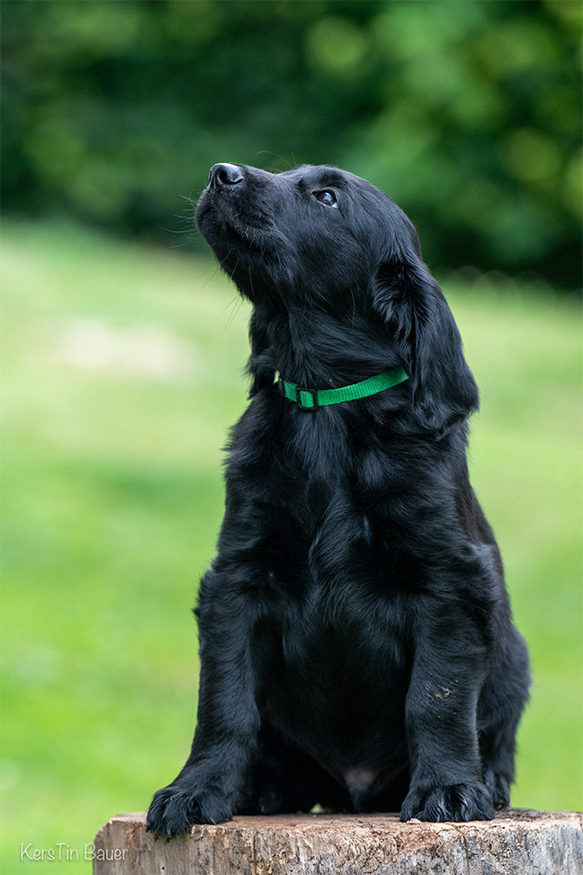 Flat-Coated-Retriever-Welpe-Emil Flat Coated Retriever Welpe Emil