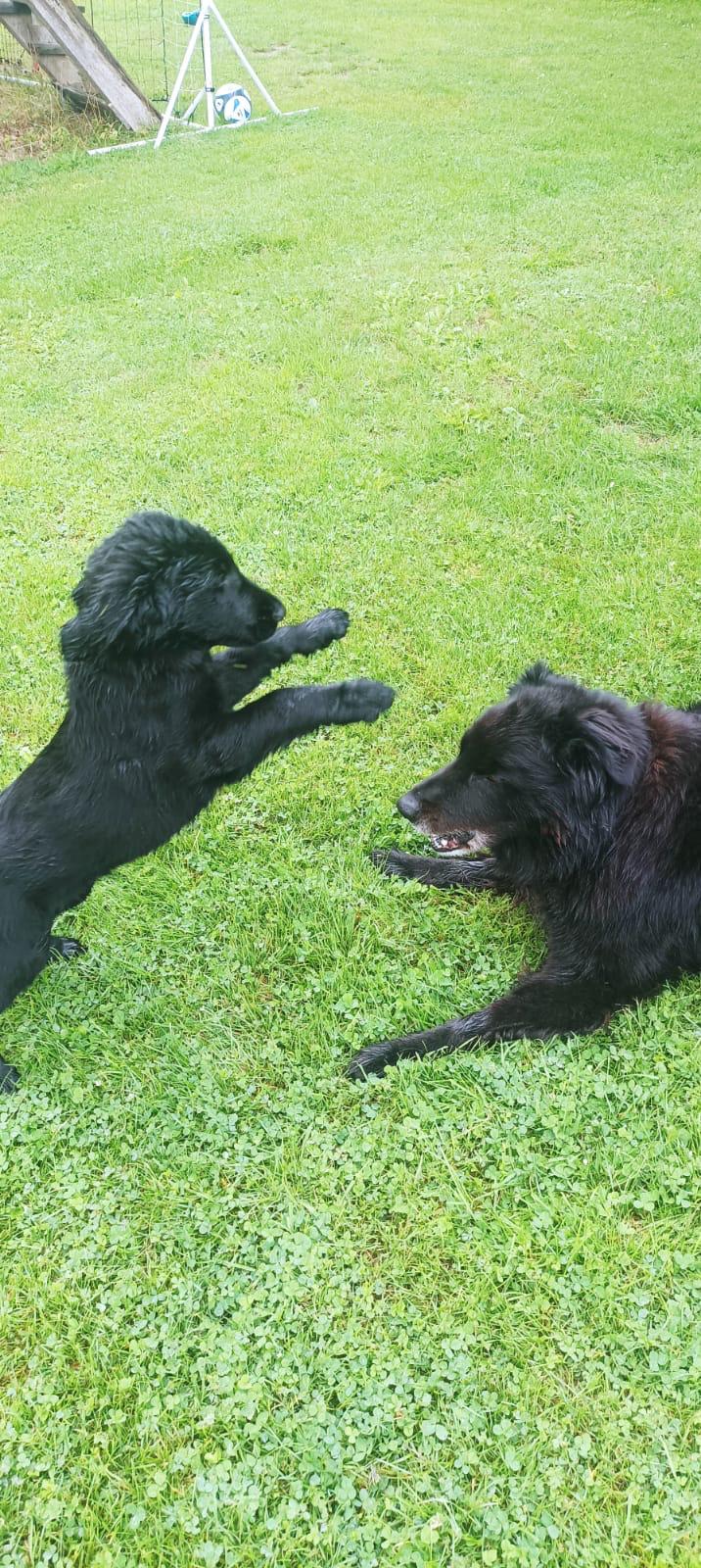 Flat Coated Retriever Welpe Emil
